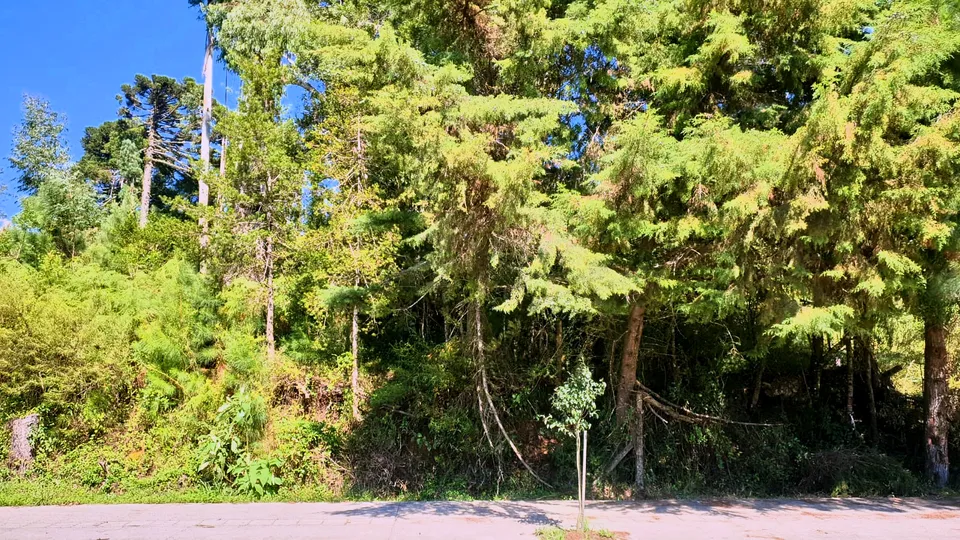 Imóvel à venda em Canelinha, Canela, foto 5 de 8