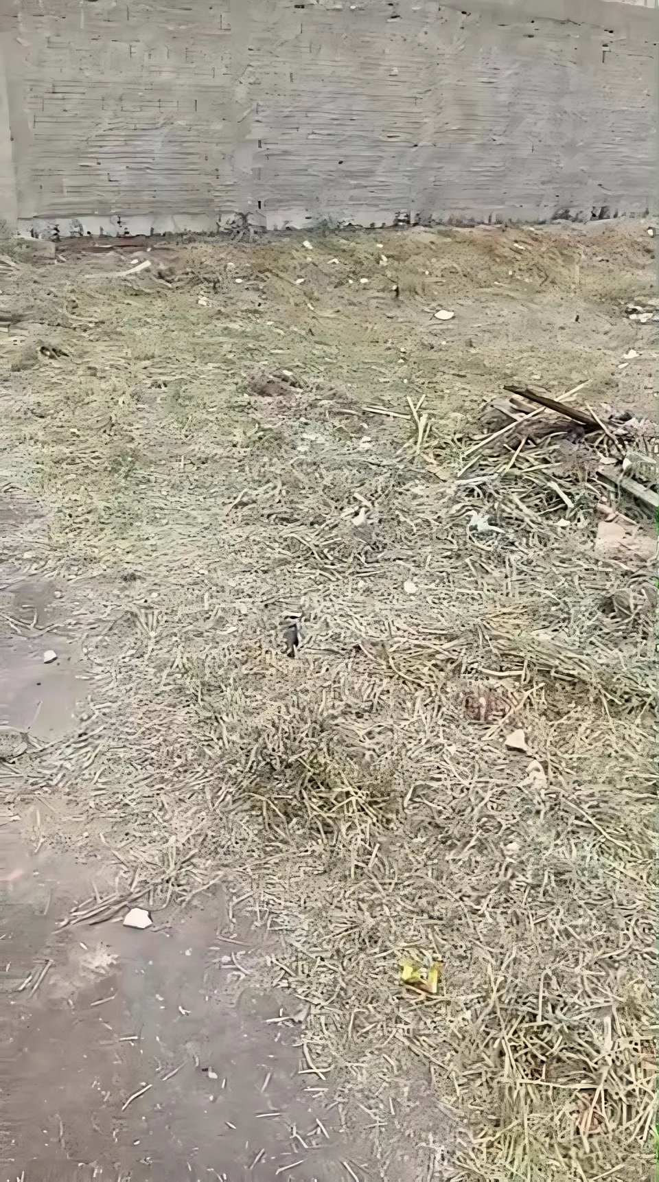 Imóvel à venda em Jardim Roma, Almirante Tamandaré, foto 4 de 5